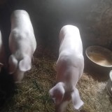 Vand porci