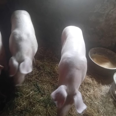 Vand porci foto