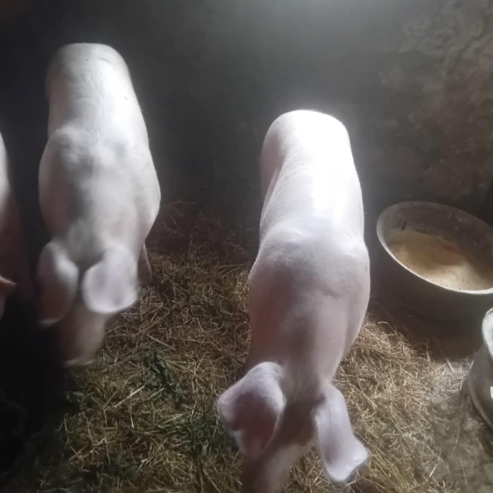 Vand porci