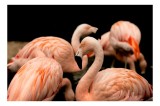 Tablou Canvas, "Grația flamingo &icirc;n apusul serii", Flamingo, Roz, Pene, Apă, Gratie, Reflexie, Eleganță, Grup, Contrast, Negru, 39 x 26 cm, CMCLASS