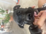 V&acirc;nd cane corso