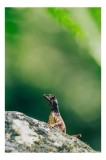 Tablou Canvas, "Șop&acirc;rla solitară pe piatra bătr&acirc;nă", Natură, Lizard, Piatră, Verde, Camuflaj, Tranquilitate, Frunze, Bokeh, 26 x 39 cm, CMCLASS