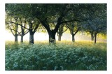 Tablou Canvas cu Copaci &icirc;n Lumina Dimineții, , Verde, 39 x 26 cm, CMCLASS