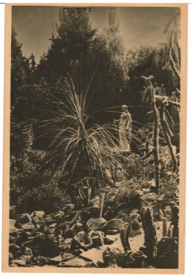 CPIB 17511 CARTE POSTALA - CLUJ. GRADINA BOTANICA, RPR foto