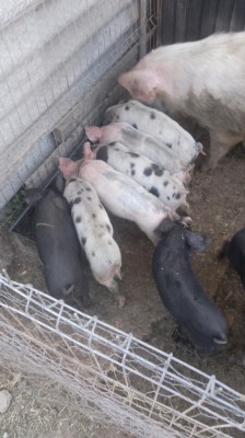 Vand purcei foto