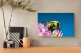 Tablou Canvas, "Albina zburătoare pe flori roz", Albina, Flori, Zburatoare, Polenizare, Natură, Cer, Petale, Insectă, Albastru., 39 x 26 cm, CMCLASS