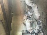 V&acirc;nd porci de carne