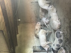 V&acirc;nd porci de carne