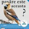 Ce Pasare Este Aceasta?, Volker Dierschke - Editura Casa