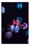 Tablou Canvas, "Dansul meduzelor sub acvariul nocturn", Meduze, Luminiscente, Dansatoare, Acvatice, Misterioase, Grațioase, Colorate, Plutitoare, 26 x