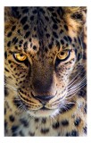 Tablou Canvas, "Privirea intensă a leopardului", Ochi, Intensi, Blană, Pătată, Privire, Puternică, Natură, Sălbatică, Fascinantă, Felină, 26 x 39 cm,
