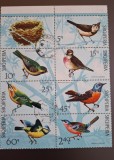 Albania stampilat 1971 - serie in bloc - pasari