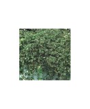 Planta Plectranthus frunze pestrițe, planta plectranthus d.vaso leaf variegated, ghiveci de 10 cm