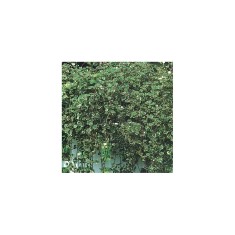 Planta Plectranthus frunze pestrițe, planta plectranthus d.vaso leaf variegated, ghiveci de 10 cm