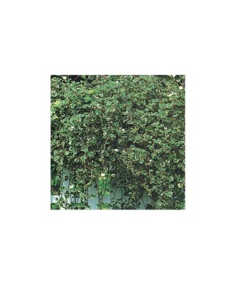 Planta Plectranthus frunze pestrițe, planta plectranthus d.vaso leaf variegated, ghiveci de 10 cm foto