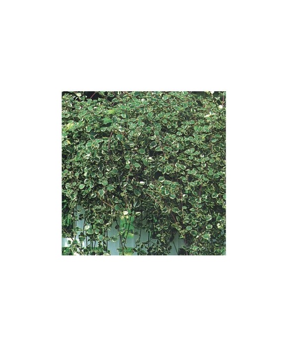 Planta Plectranthus frunze pestrițe, planta plectranthus d.vaso leaf variegated, ghiveci de 10 cm