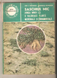 Saschiul mic-planta medicinala si ornamentala