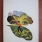 Thomas Hardy - Departe de lumea dezlantuita