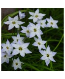 Steaua Primaverii Ipheion, Uniflorum I, Blue, I, 1 Bulb