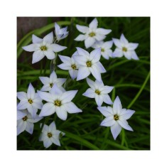 Steaua Primaverii Ipheion, Uniflorum I, Blue, I, 1 Bulb
