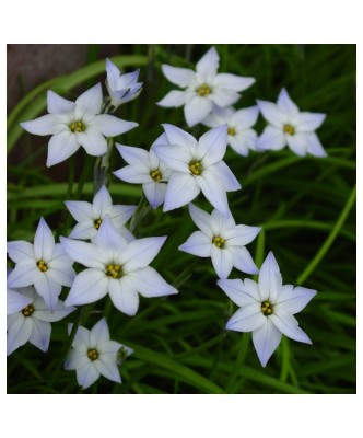 Steaua Primaverii Ipheion, Uniflorum I, Blue, I, 1 Bulb foto