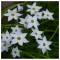 Steaua Primaverii Ipheion, Uniflorum I, Blue, I, 1 Bulb