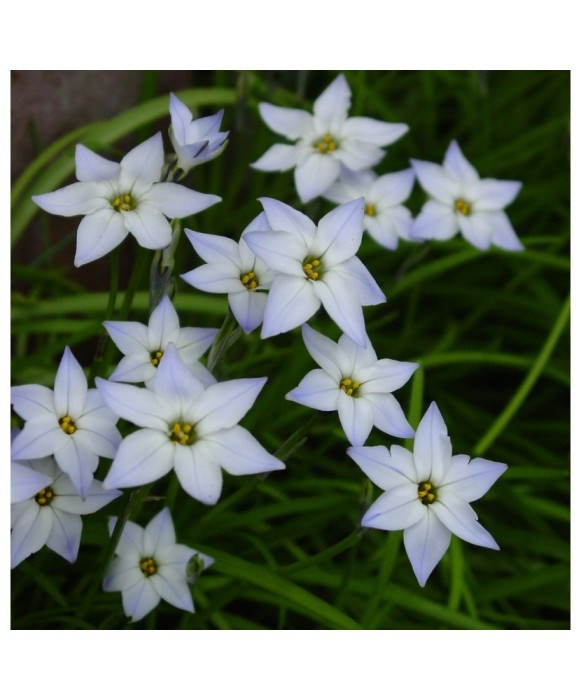 Steaua Primaverii Ipheion, Uniflorum I, Blue, I, 1 Bulb