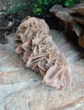 Trandafirul desertului Desert Rose roca piatra L 30 cm. H 15 cm.