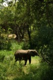 Tablou Canvas, "Elefant &icirc;n pădurea verde intensă", Elefant, Pădure, Verdeață, Natură, Tufişuri, Serenitate, Sălbăticie, Vegetaţie, Arbori, Umbre, 26 x