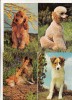 Bnk cp Caini - lot 20 carti postale, Necirculata, Printata