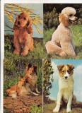 Bnk cp Caini - lot 20 carti postale, Necirculata, Printata