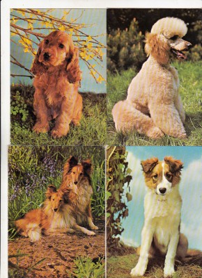 bnk cp Caini - lot 20 carti postale foto