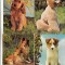 bnk cp Caini - lot 20 carti postale