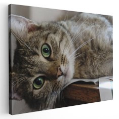 Tablou pisica gri cu ochi verzi Tablou canvas pe panza CU RAMA 20x30 cm