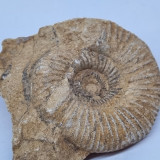 Amonit fosilizat incrustat in piatra