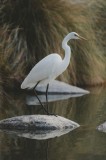 Tablou Canvas Egret Solitar pe Pietra Reflectantă Natură, 26 x 39 cm, CMCLASS