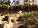 Profesioniști toaletam-defrisam arbori