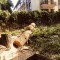 Profesioniști toaletam-defrisam arbori