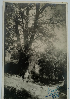Vizantea &amp;quot;Stejarul Verde&amp;quot; etate circa 600 ani, august 1934 foto