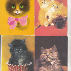 bnk cp Lot 16 carti postale si felicitari - pisici