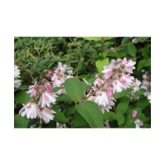 Deutzia Rosea Plena C2