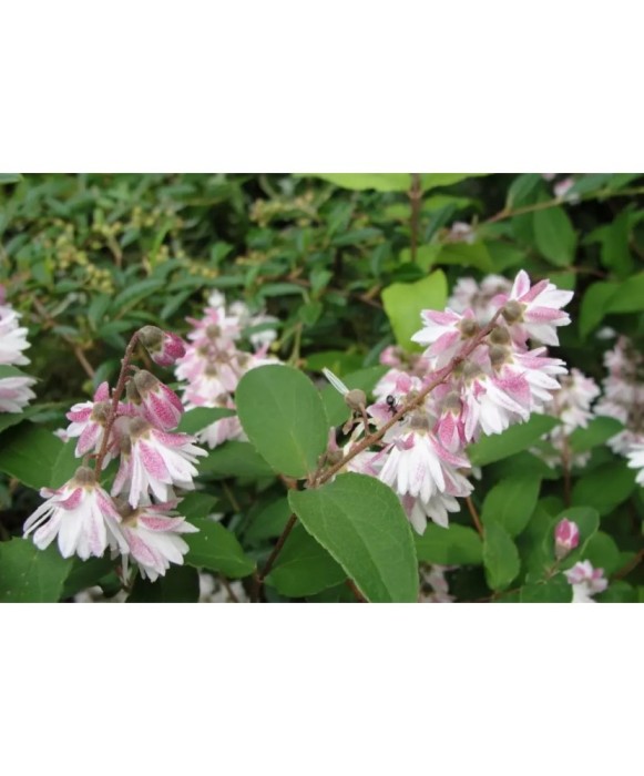 Deutzia Rosea Plena C2