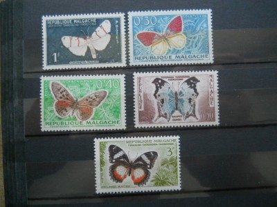 MADAGASCAR FLUTURI foto