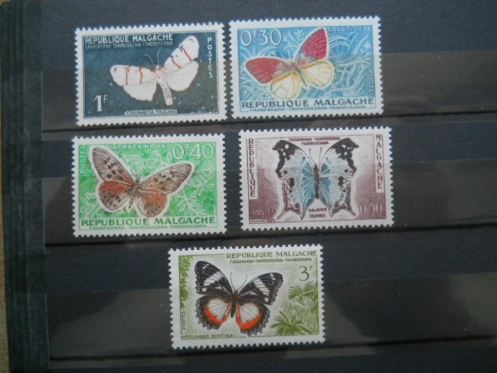 MADAGASCAR FLUTURI
