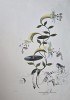 Salvador Dali - Lilium musicum, litografie originala