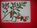 HOPCT 25173 FLORA / FAUNA- FLUTURELE MARMORAT- STRUGURII URSULUI -CP ROMANIA - NECIRCULATA