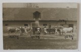 AUSTRO - UNGARIA , MILITARI IN FATA UNEI FERME DE ANIMALE , CARTE POSTALA , INCEPUTUL SEC. XX