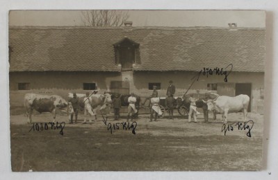 AUSTRO - UNGARIA , MILITARI IN FATA UNEI FERME DE ANIMALE , CARTE POSTALA , INCEPUTUL SEC. XX foto
