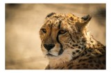 Tablou Canvas, "Regret, viteză și grație sălbatică", Cheetah, Focused, Graceful, Majestic, Spotted, Alert, Sleek, Elegant, 39 x 26 cm, CMCLASS
