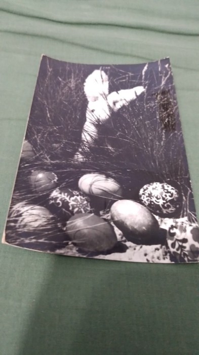 CARTE POSTALA FELICITARE CIRCULATA